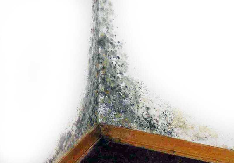 Повышенная влажность в квартире: причины появления плесени, как избавиться от сырости в комнате
