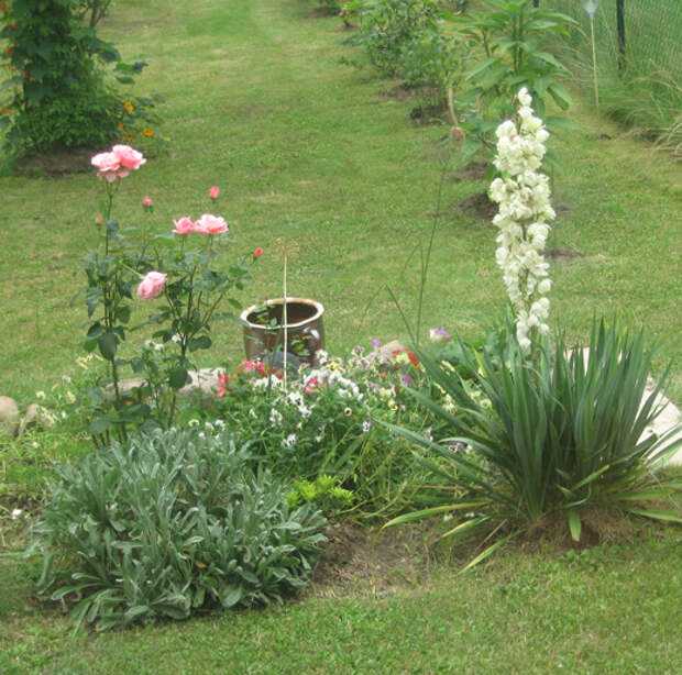 Юкка садовая и нитчатая на даче — когда цветет