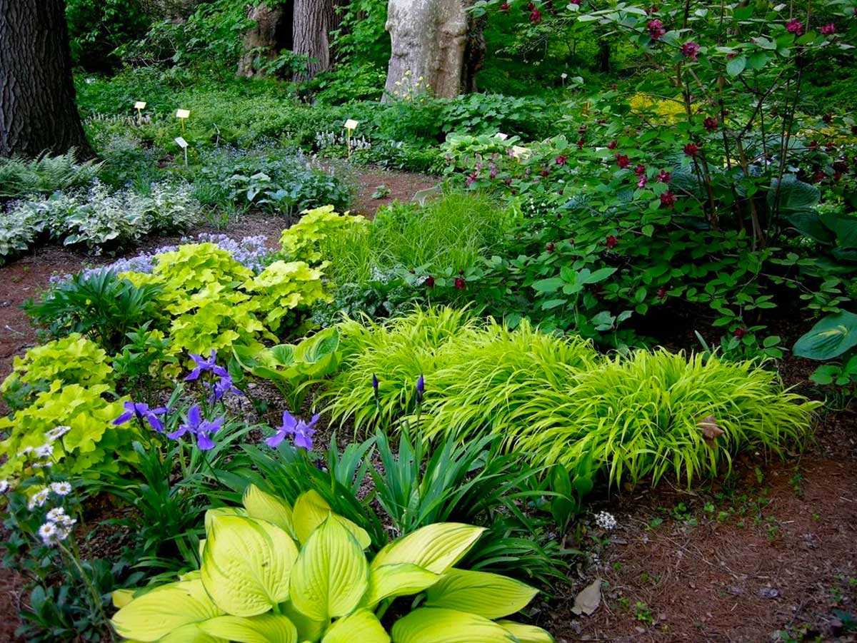 Декоративные кустарники – особенности видов, перечень неприхотливых красивых растений