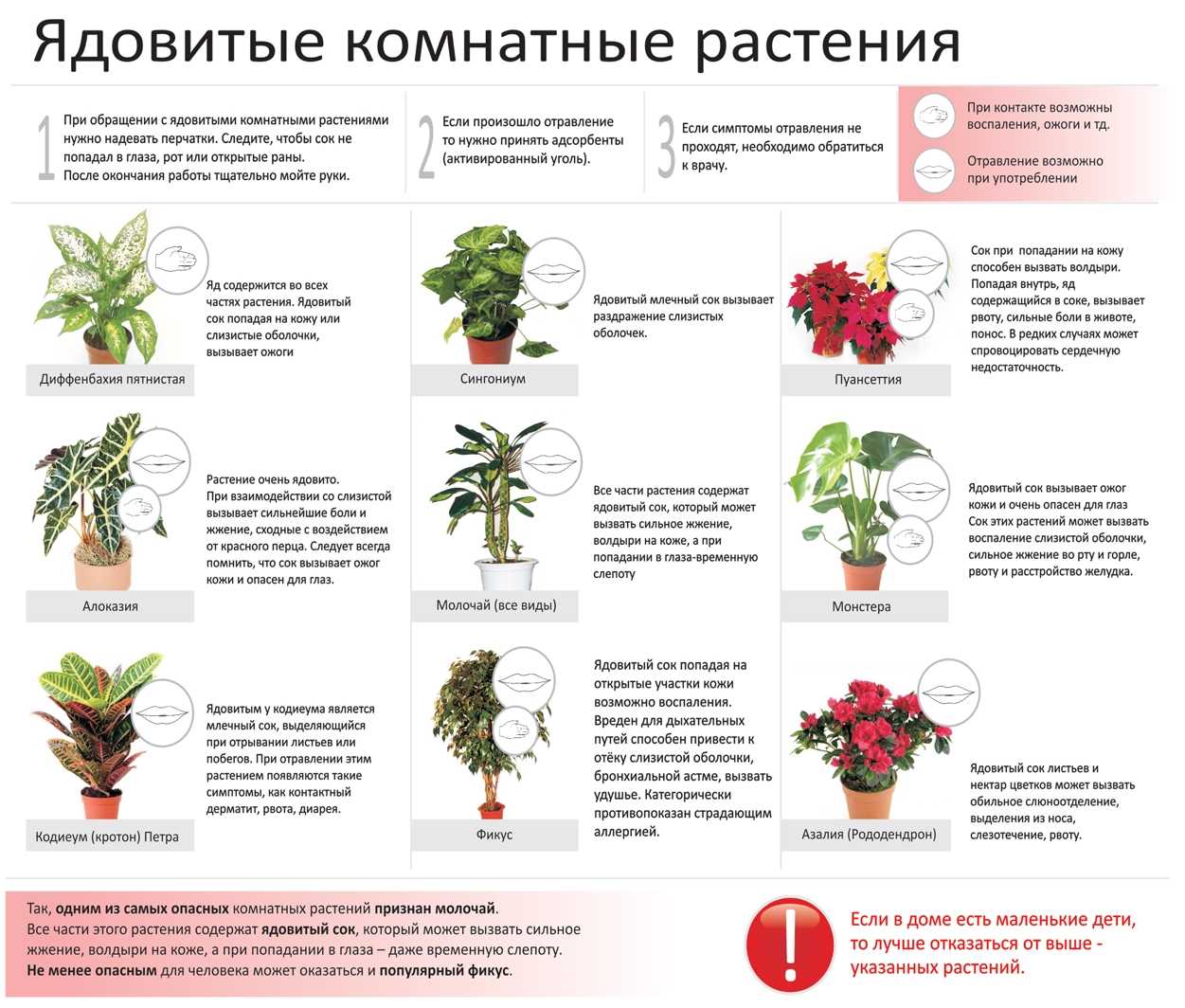 Растения для кухни (советы, фото). как выбрать цветы для кухни?