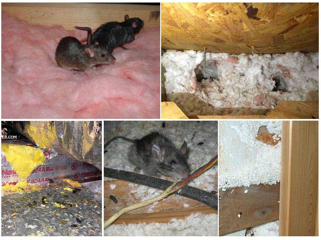 Многие сталкиваются с грызунами в частных домах  поэтому вопрос о том, как избавиться от мышей на даче весьма актуален Мы собрали 5 основных способов избавления от вредителей и описали разные варианты их использования