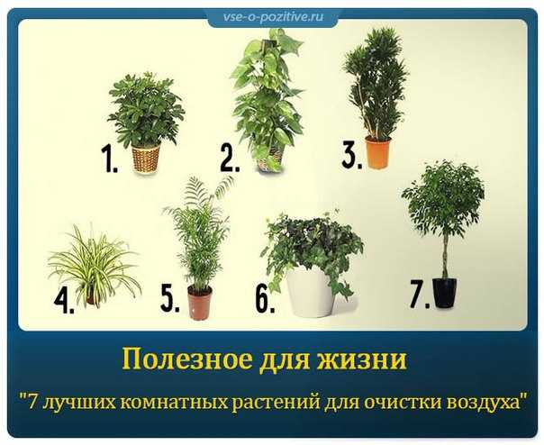 Комнатные растения для кухни (42 фото): как выбрать неприхотливые цветы своими руками, инструкция, фото и видео-уроки