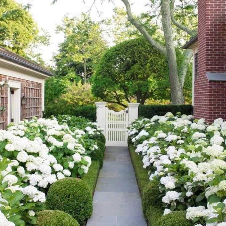 Как используется гортензия садовая  фото красивого садового дизайна, примеры оформления узких участков Правила и рекомендации по комбинированию гортензии с различными цветами
