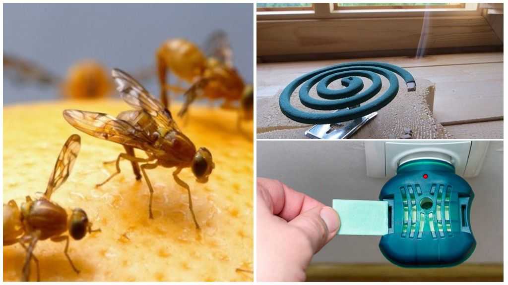 Как избавиться от мух в квартире, доме, как бороться с мухами дома