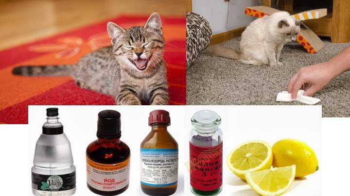 Как избавиться от запаха кошачьей мочи: народные и специальные средства