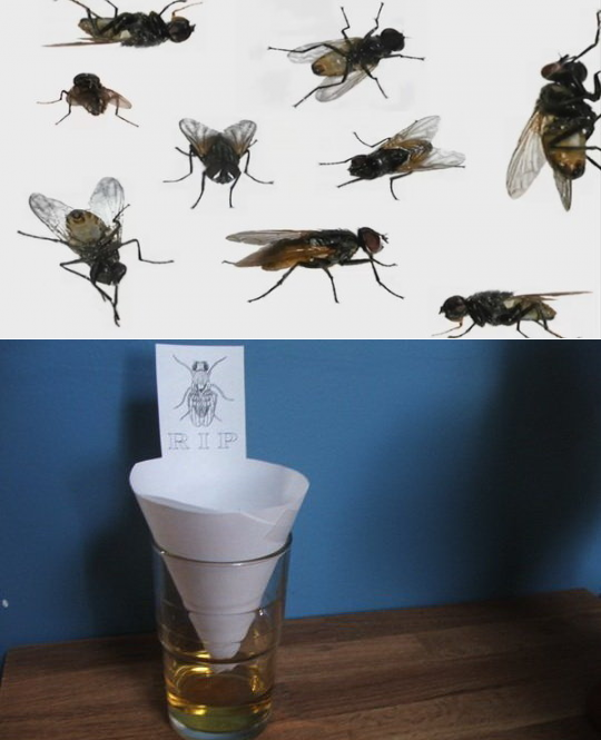 Как быстро и эффективно избавиться от мух?