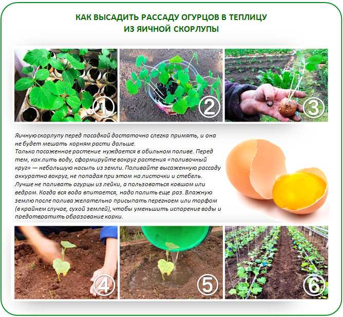 Правила посадки гладиолусов в горшок в саду: подходящие сорта, инструкция