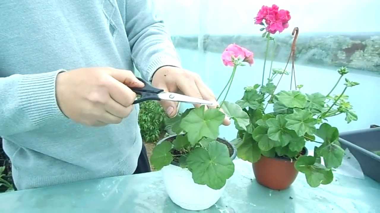 Пеларгония в саду: уход, посадка и выращивание в открытом грунте на улице, фото оформления участкадача эксперт