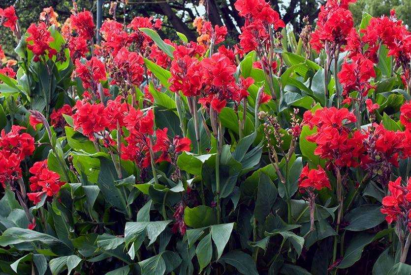 Цветы канна: использование в ландшафтном дизайне - smallinterior
цветы канна: использование в ландшафтном дизайне - smallinterior