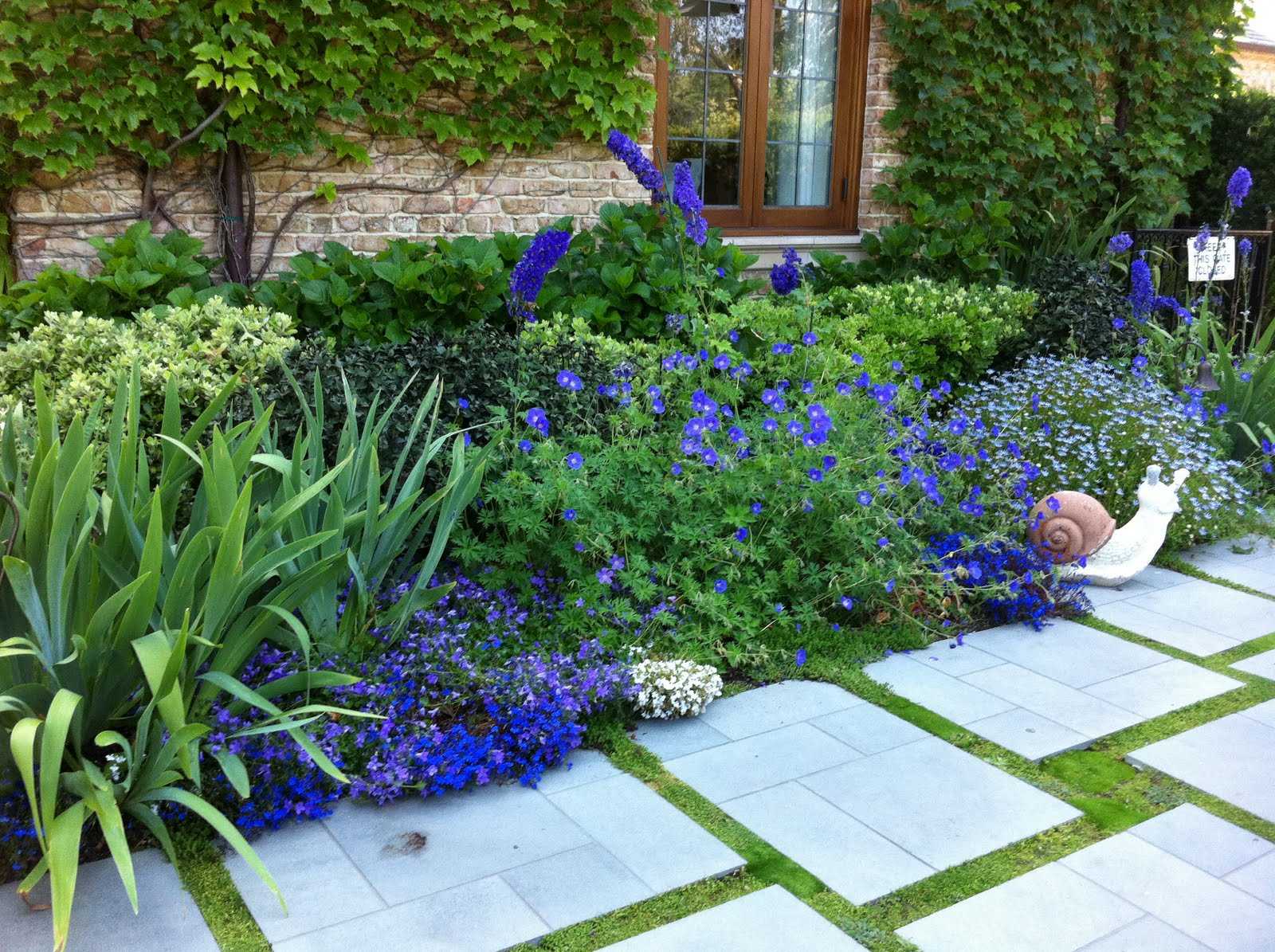 Ландшафтный дизайн с лобелиями  фото цветов на клумбе в саду Особенности использования растения в сочетании с другими цветущими культурами, примеры хороших соседей и красивых сочетаний