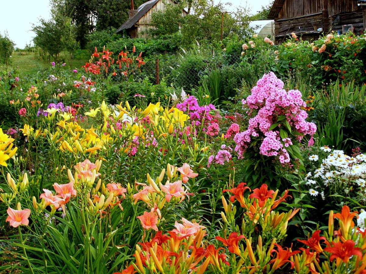 С какими цветами сочетаются лилейники в ландшафтном дизайне сада: виды растений и фото