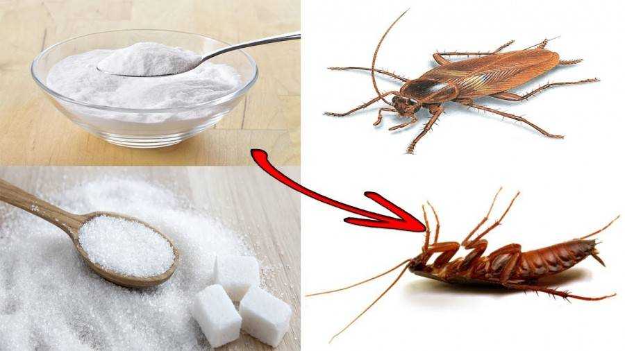 Как избавиться от тараканов в квартире навсегда: самые эффективные способы