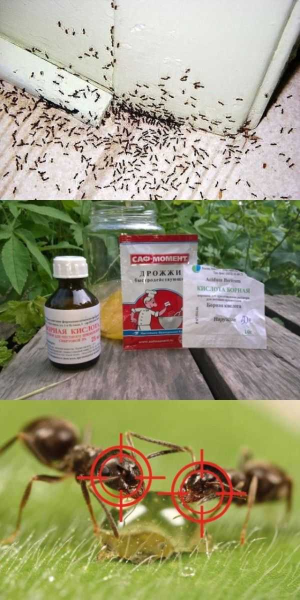 Как избавиться от домашних муравьев в квартире навсегда 20 способов