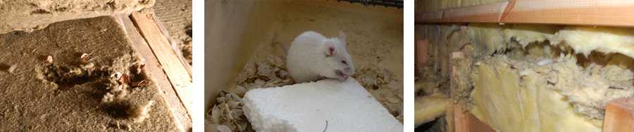 Как избавиться от мышей на даче, чем их отпугнуть, народные средства для борьбы с ними