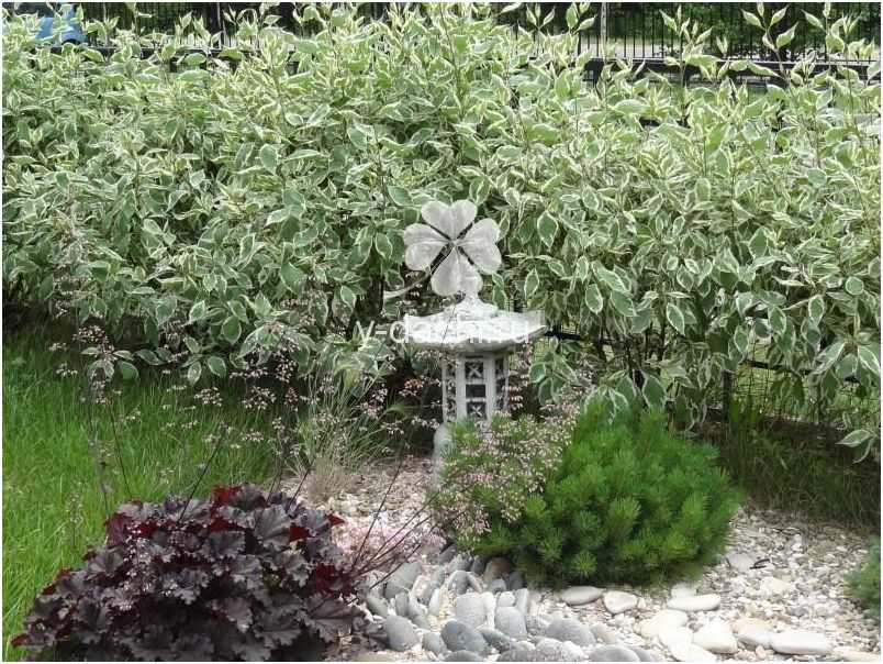 Лучшие сорта многолетних зимостойких кустарников - сад и клумба