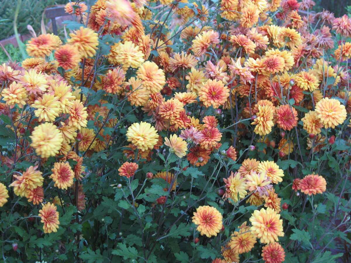 Хризантема садовая (140 фото): виды, самые популярные сорта, многолетние, выращивание из семян, как сажать, подготовка к зиме
