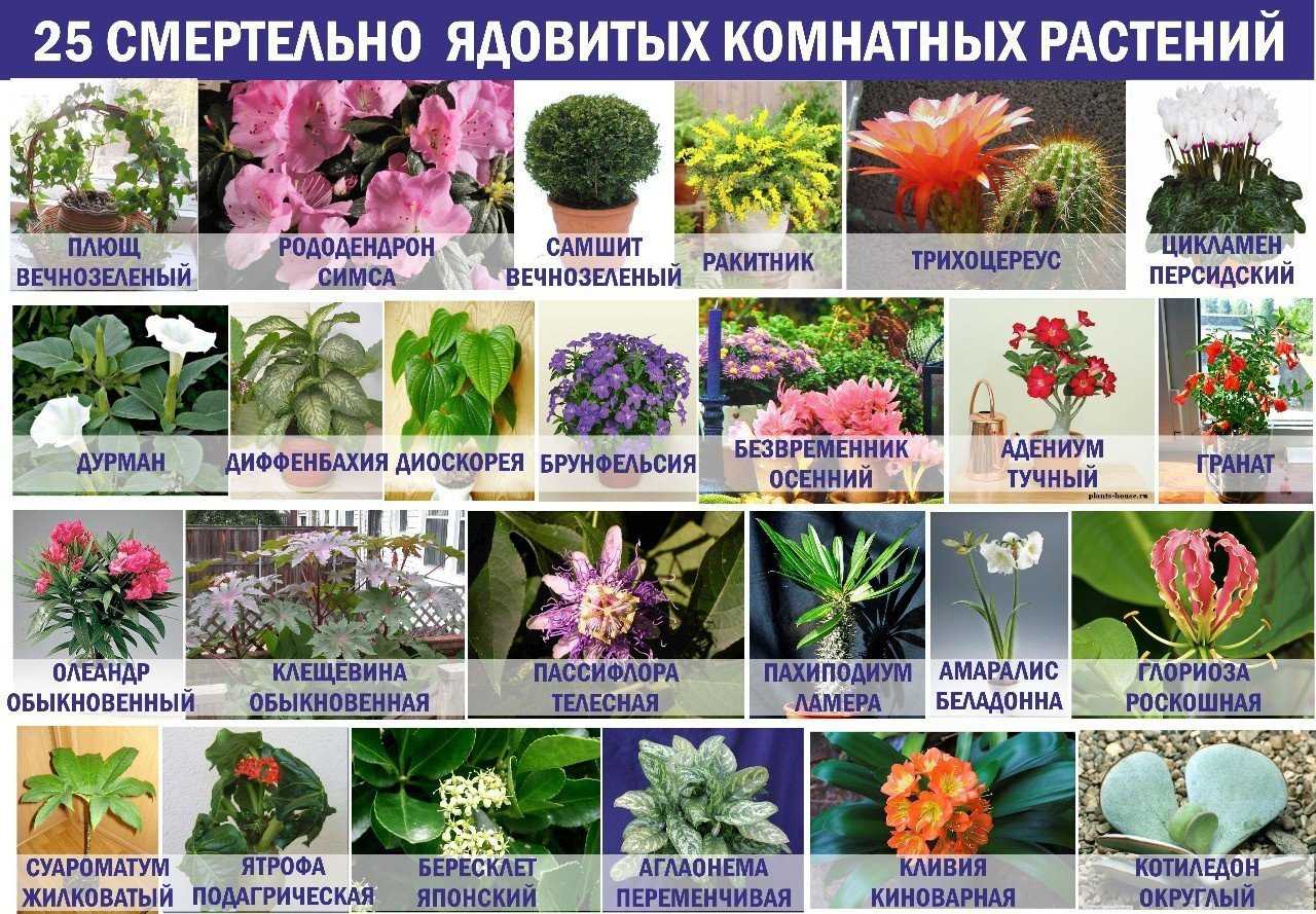 Комнатные растения, которые нельзя держать в детских садах и школах