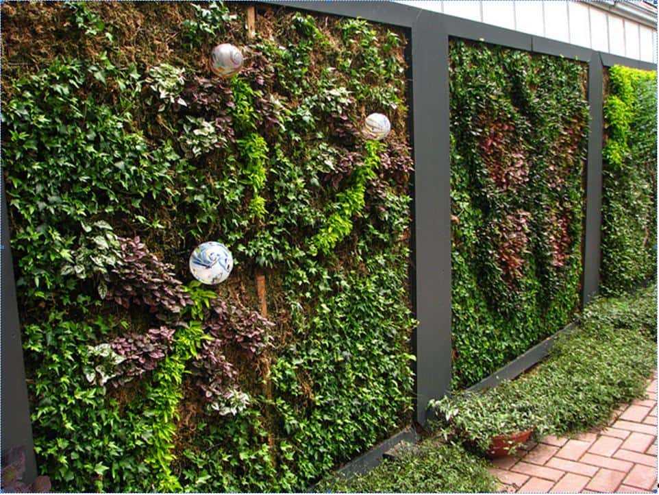 Вертикальное озеленение: топ-150 фото лучших решений. пошаговая инструкция от садовника