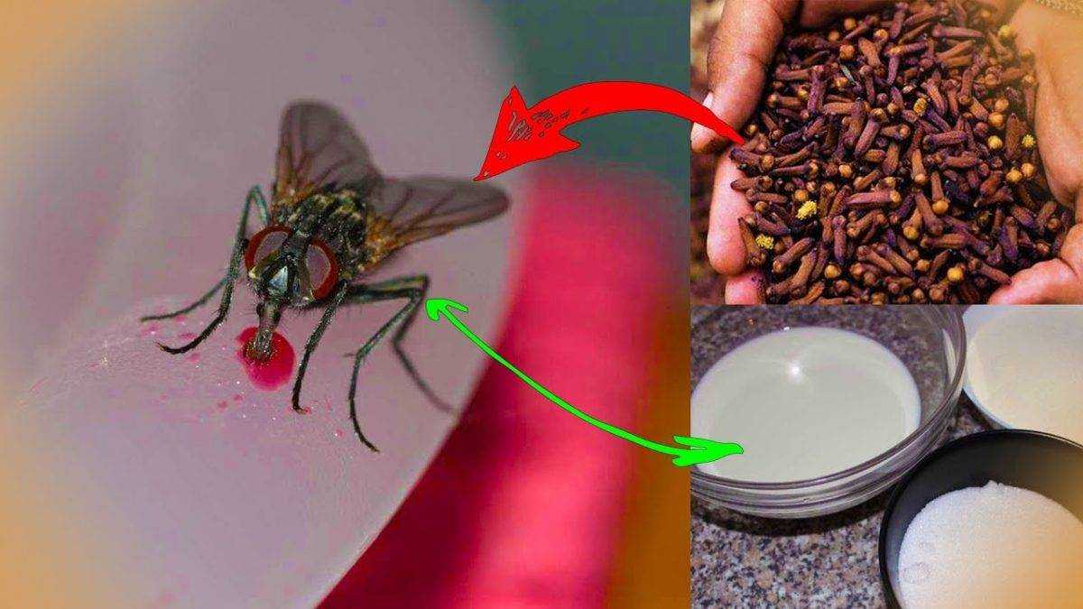 Избавиться от мух в доме: как быстро уничтожить без химии, народные и химические средства