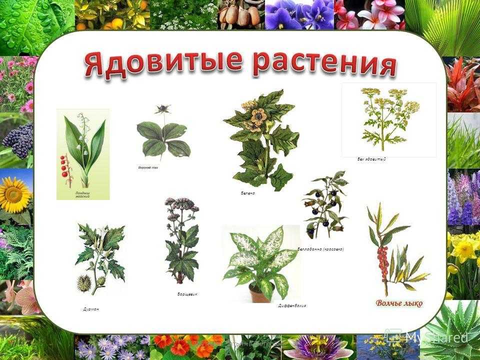 Топ 10 самых опасных растений в мире