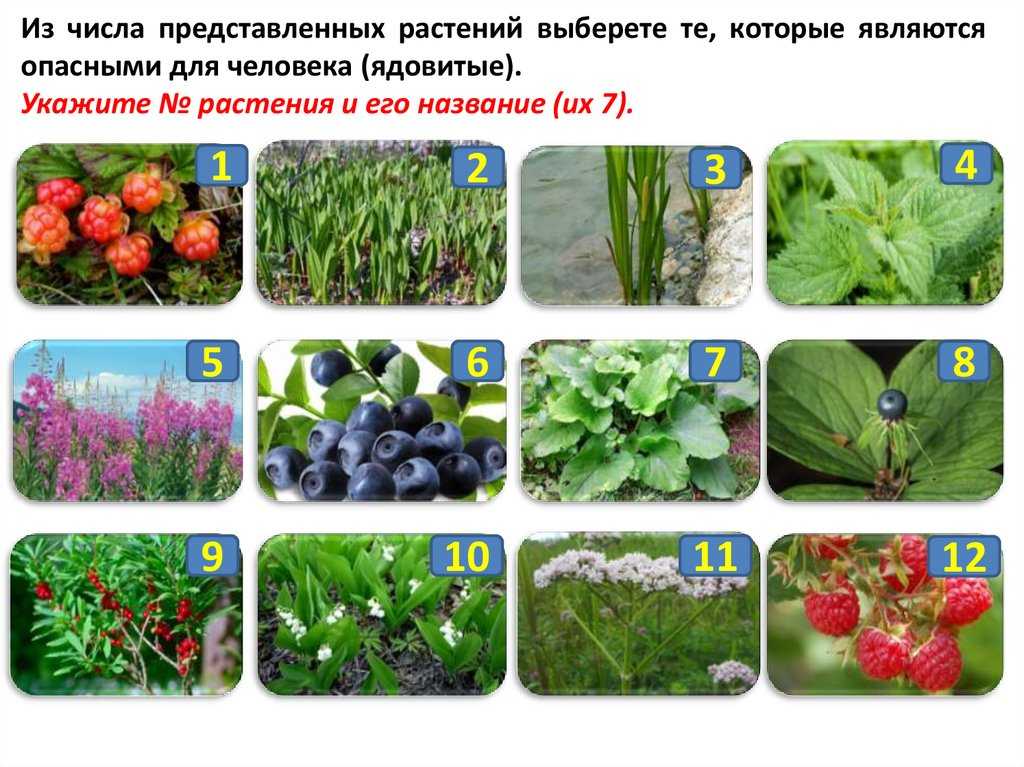 Ядовитые растения россии
