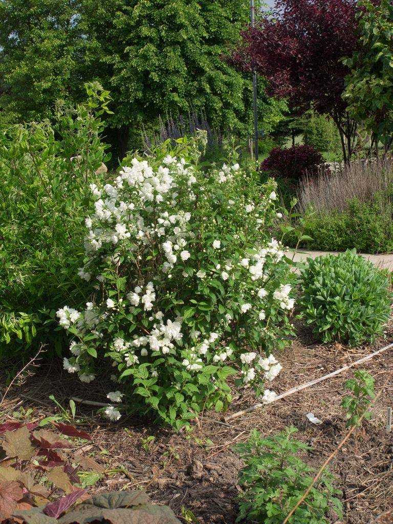 Жасмин садовый: долгоцветущие сорта, что можно посадить рядом, посадка весной или осенью, размножение, кустарник жасмин (120 фото)