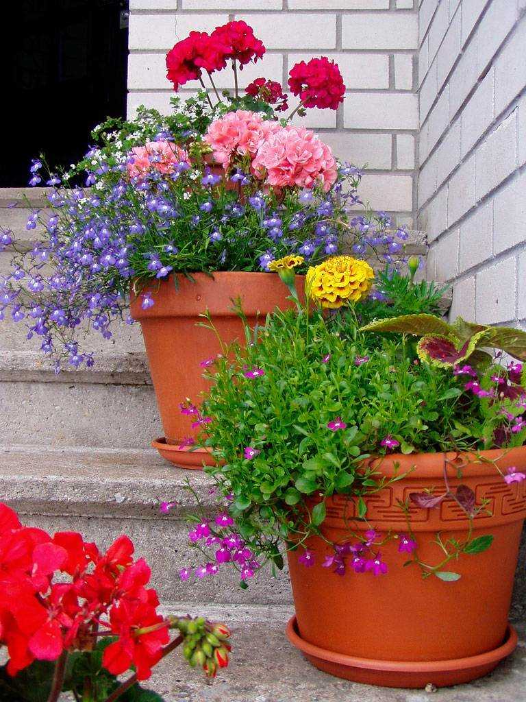 Какие цветы можно выращивать на балконе