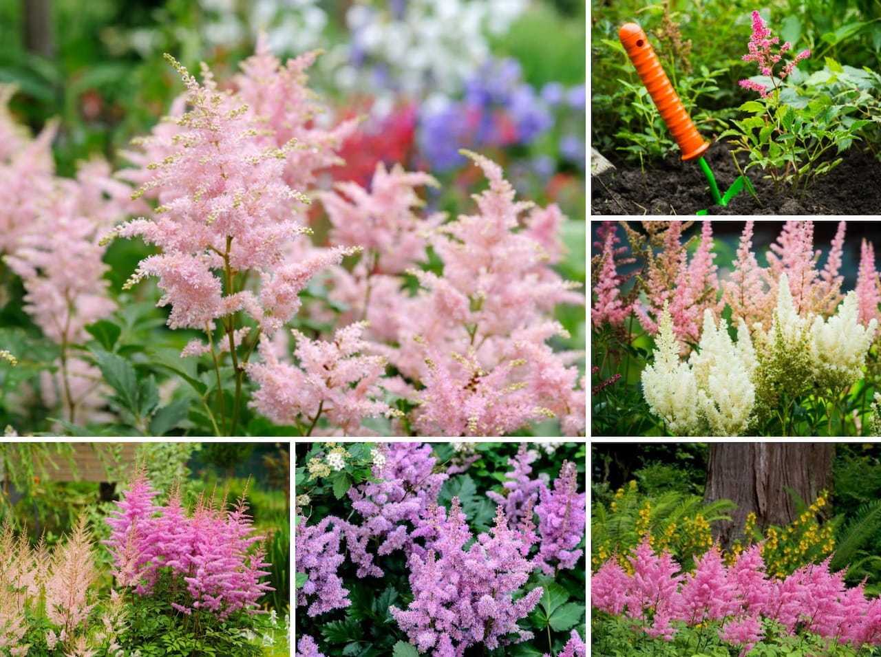 Цветы для сада: однолетники и многолетники, неприхотливые долгоцветущие растения