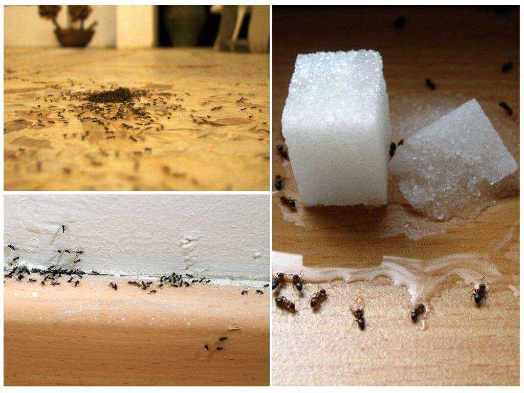 Как избавиться от муравьев в квартире навсегда, рыжие муравьи дома
