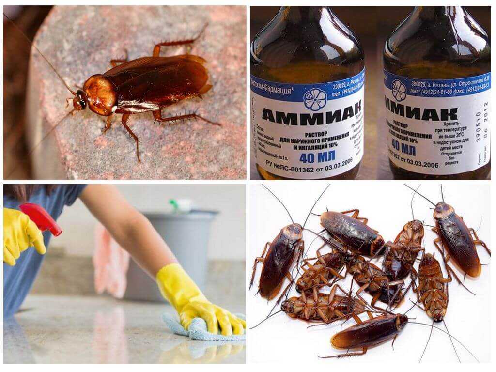Как избавиться от тараканов в частном доме проверенные способы