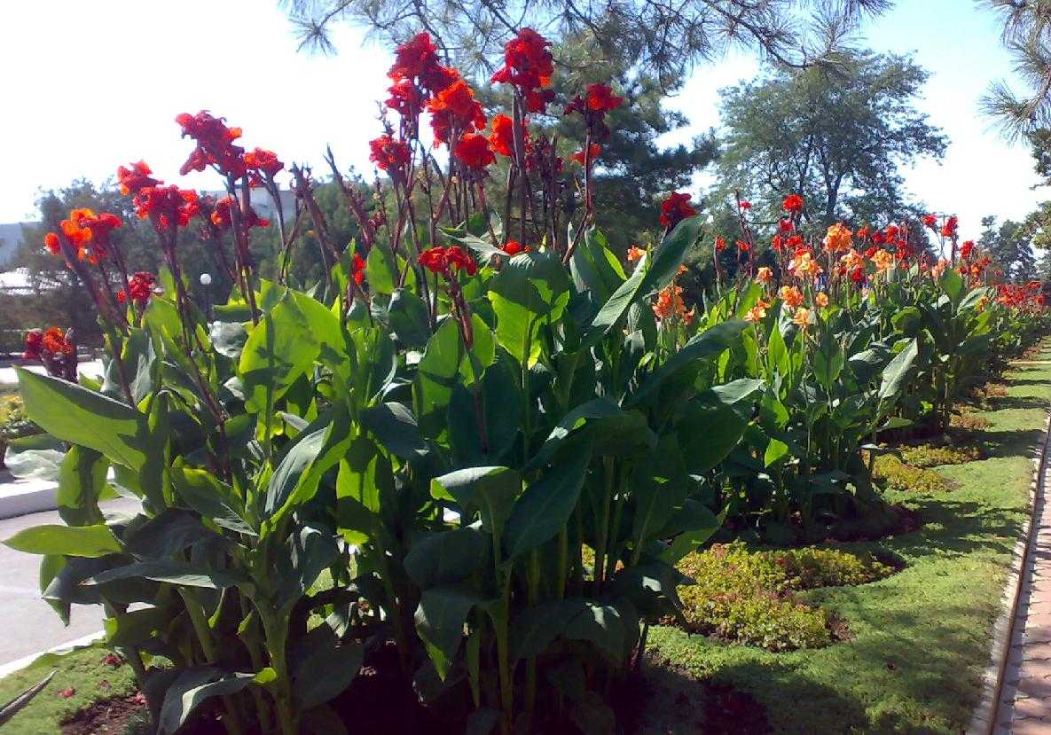Канны (125 фото): уход в открытом грунте, посадка, что это за цветы, выращивание в саду, сорта цветка, описание растений, секреты выращивания канны в доме