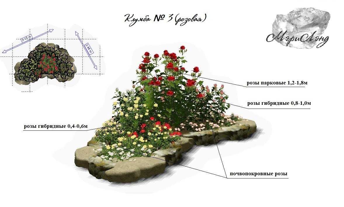 Розарий на даче: красивый ландшафтный дизайн, варианты размещения в саду участка, схемы посадки на клумбе
 - 27 фото