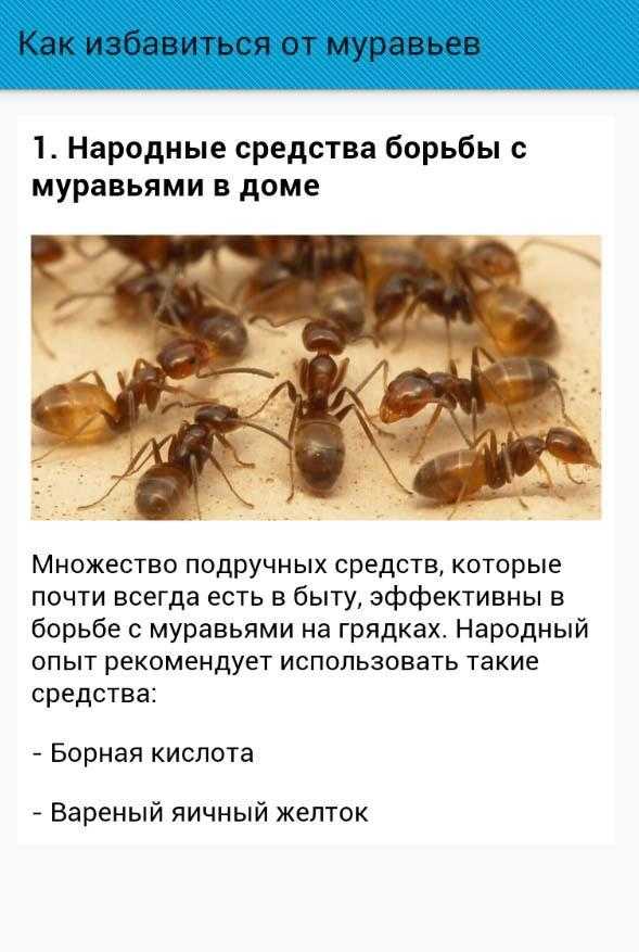 Средство от домашних муравьев в квартире