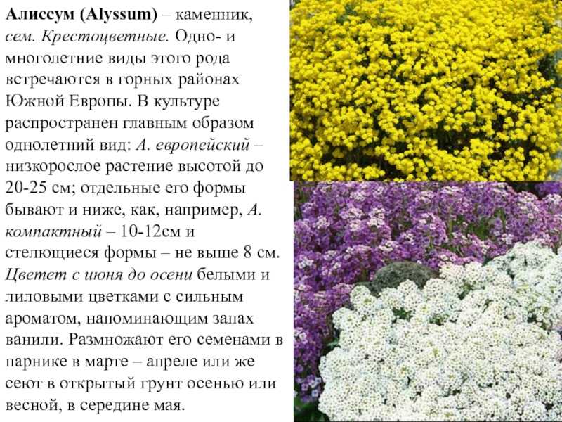 Лучшие сорта хризантем: фото, названия и описания (каталог)