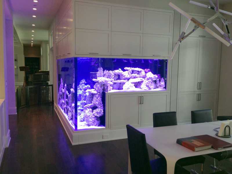 Требования к выбору и размещению аквариума в стену между комнатами