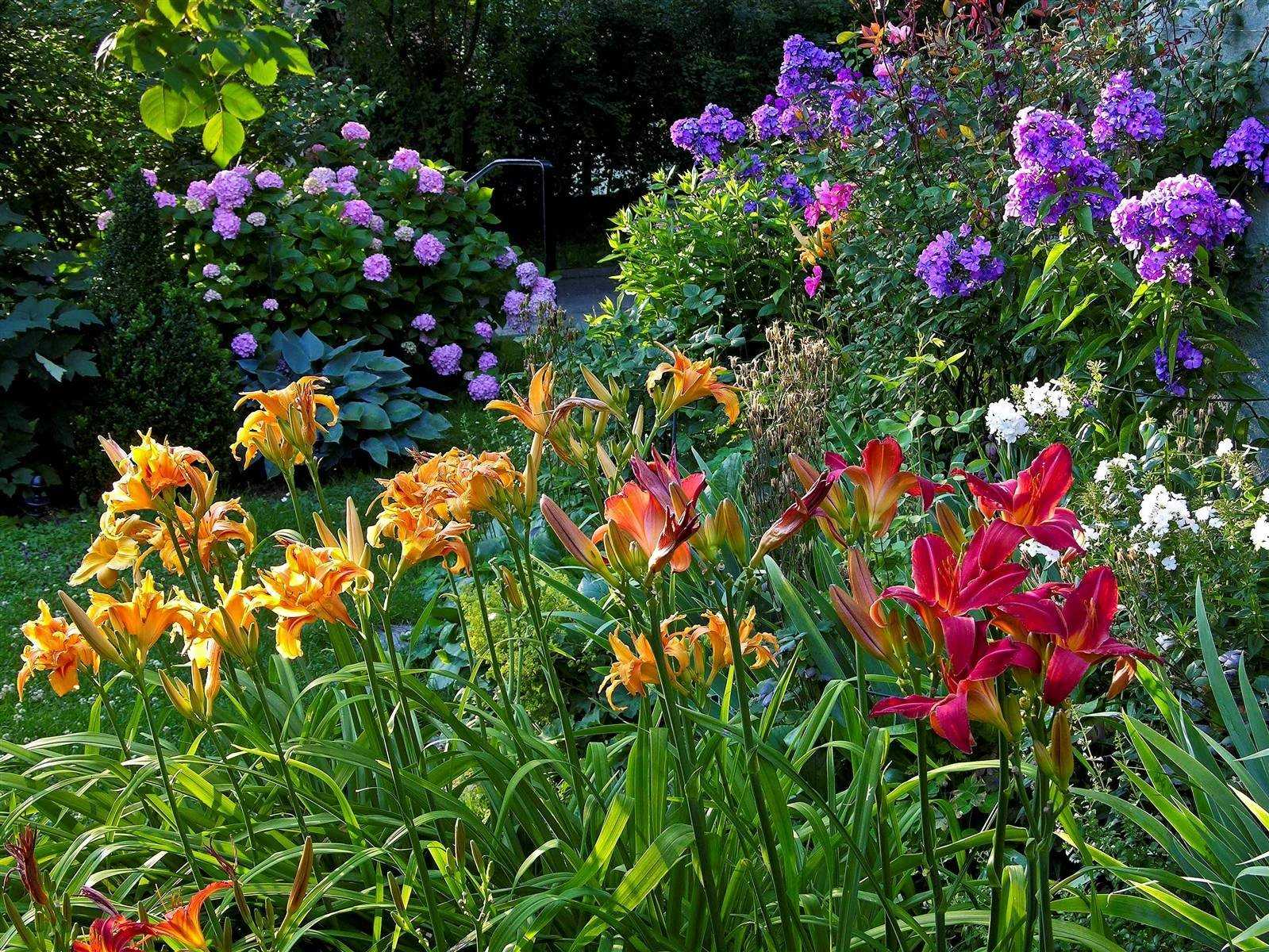 Красивый ландшафтный дизайн с лилейниками  преимущества использования разных сортов лилейников, правила создания садовых композиций с другими цветами Фото примеров удачных сочетаний цветов