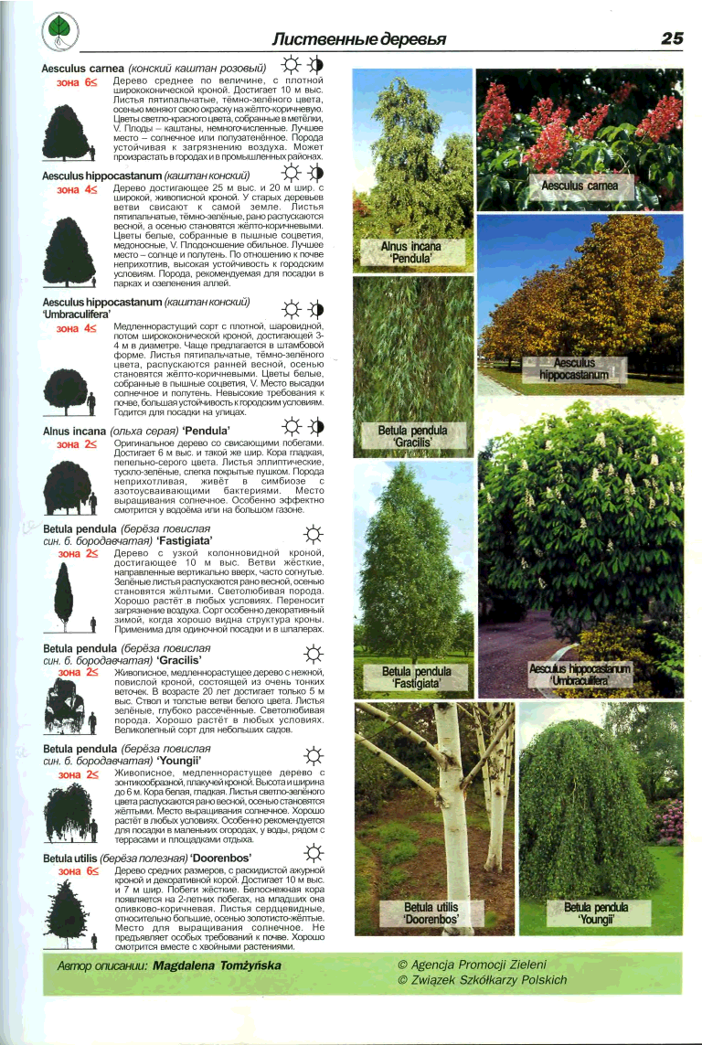 Вечнозеленые растения: фото и названия, обзор подходящих для сада культур :: syl.ru