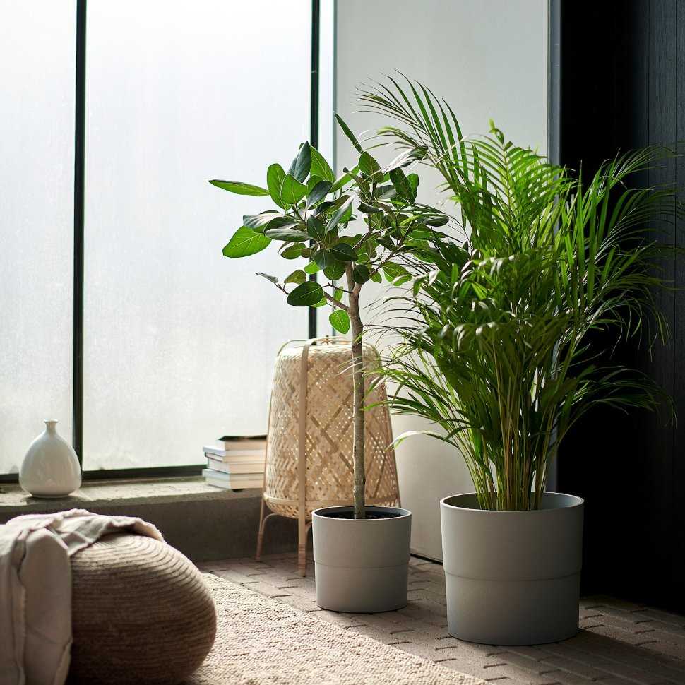 Большие комнатные растения: топ-30 с названиями и фото