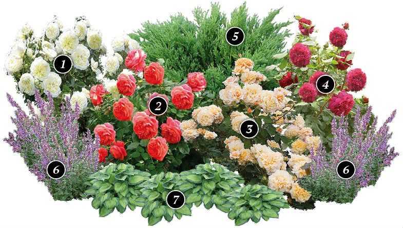 Роскошное оформление сада: сорта роз и их применение в ландшафтном дизайне