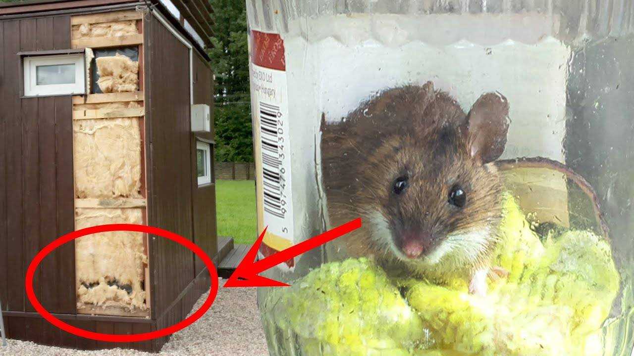 Как избавиться от мышей на даче и на дачном участке навсегда