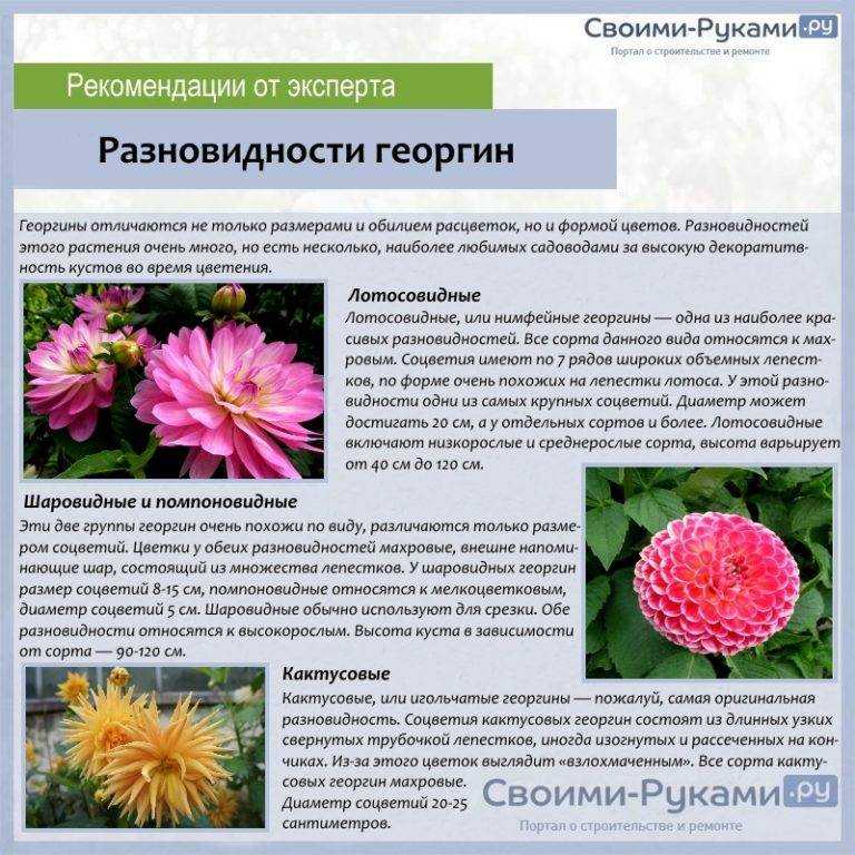 Хризантемы: посадка и уход в открытом грунте, фото, размножение сорта, выращивание и сочетание в ландшафтном дизайне