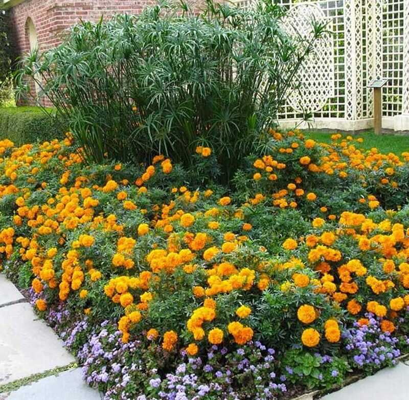 Бархатцы — посадка и цветение, оформление клумб, посев семян, как выращивать бархатцы, фото инструкция для садовода