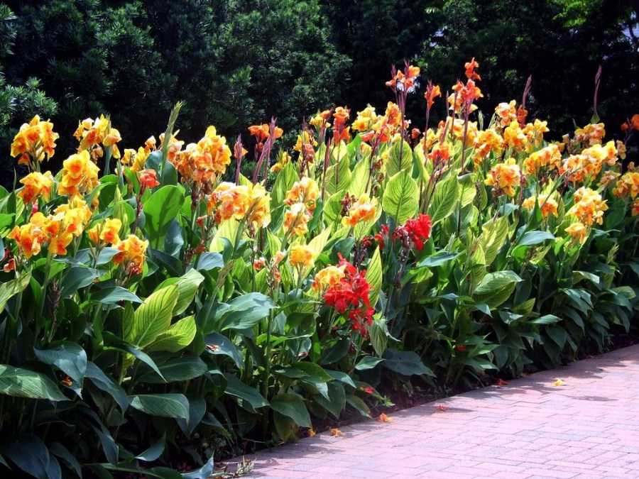 Экзотический цветок канна: все хитрости выращивания