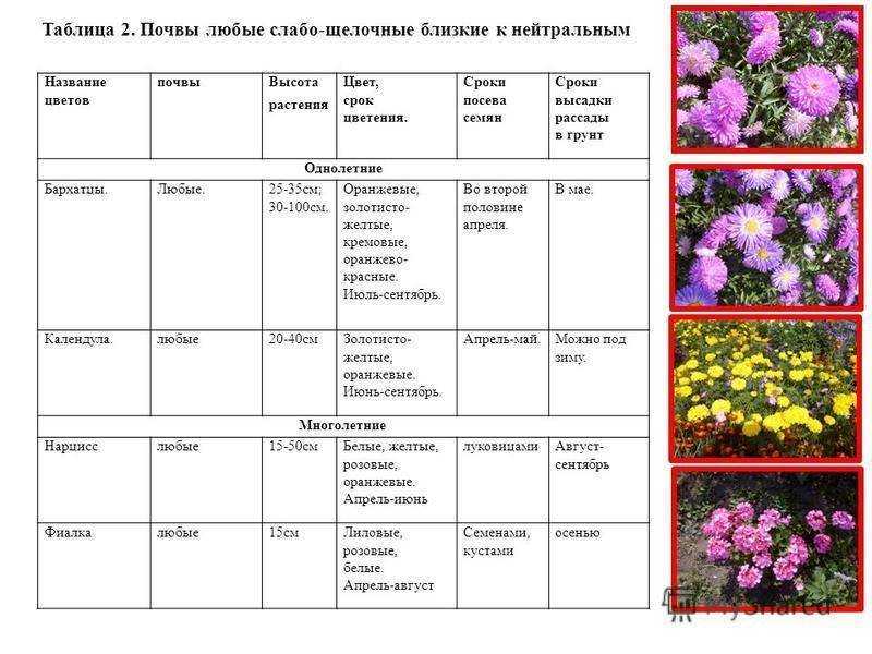 Как посадить красиво цветы на даче – 10 вариантов