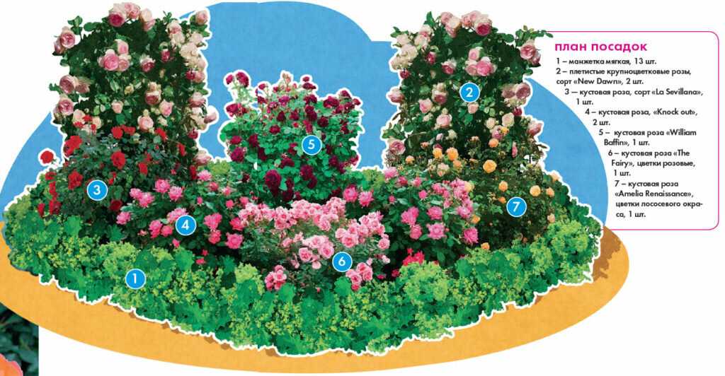 Розарий на даче своими руками: фото красивых клумб, дизайн и схемы посадки кустов