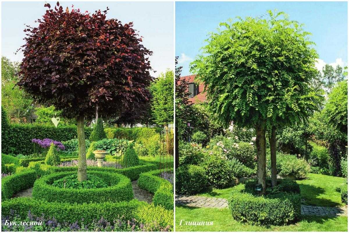 Вечнозеленые декоративные деревья в ландшафтном дизайне сада или дачи