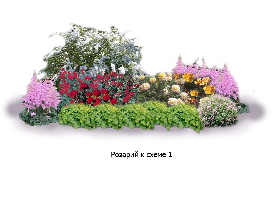 Розы в саду: ландшафтный дизайн дачного участка, фото композиций