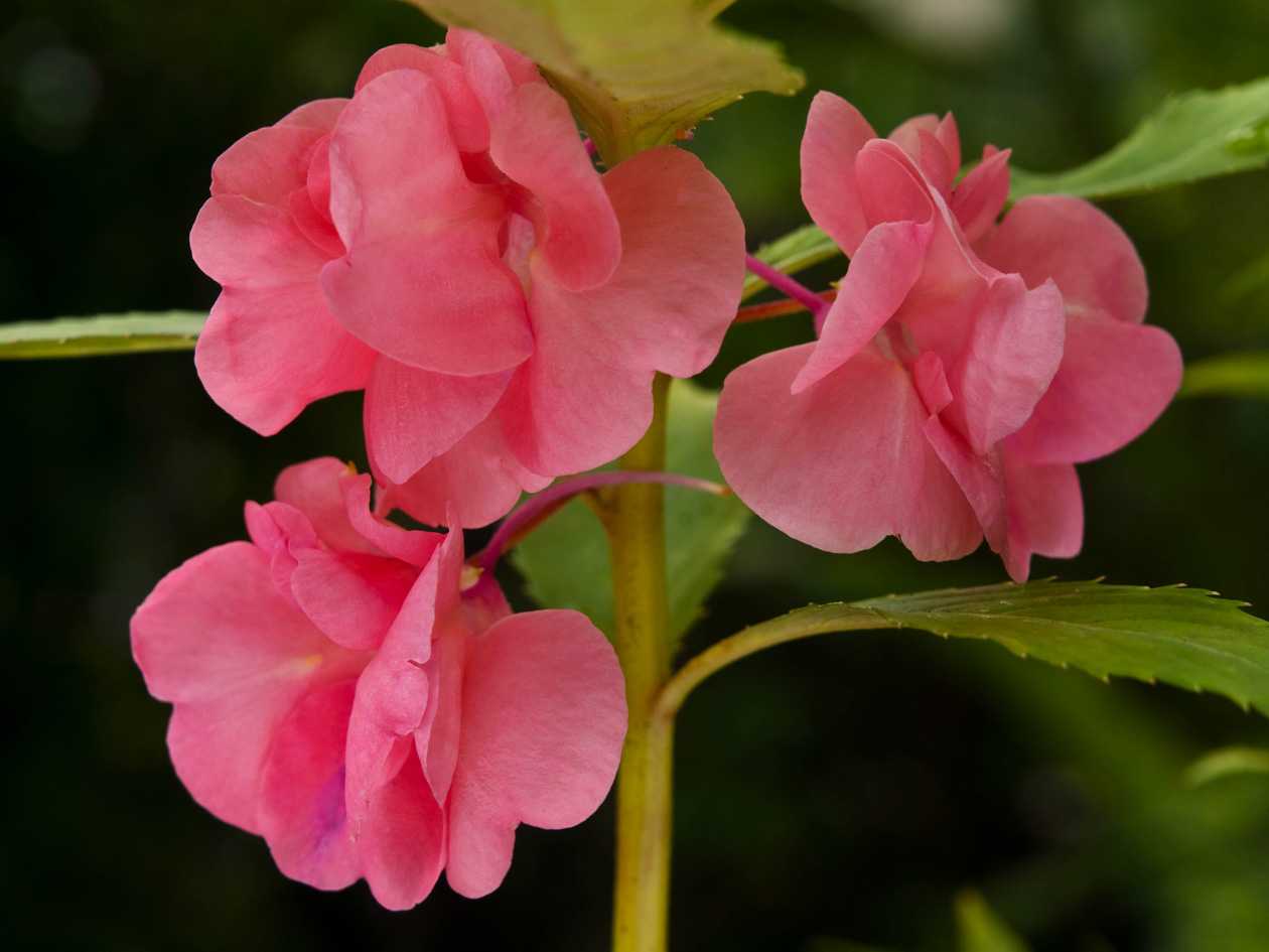 Бальзамин садовый: фото с описанием, виды цветка, особенности ухода, секреты выращивания и рекомендации специалистов